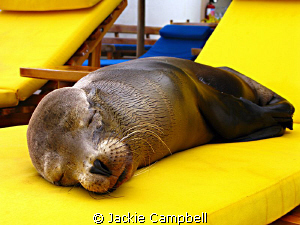 Feeling sleepy ?
In the Galapagos all the animals are un... by Jackie Campbell 